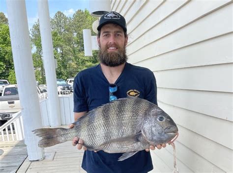 world record sheepshead 8