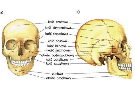wystające kości czaszki u niemowlaka  Rodzaje połączeń kości czaszki