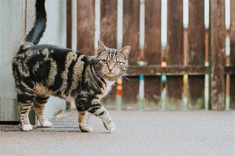 yabby cat  Tabby Cat Fun Fact #5 If you were a male, orange tabby, your chances of finding another orange tabby to be your female companion or mate wouldn’t exactly be favorable