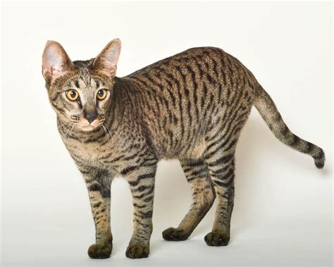 yabby cat  A tabby cat may have stripes or any combination of lines, stripes, spots, and swirls