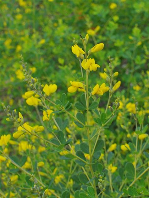 yellow false indigo coastal plain sc ecotype  Seeding rate per acre in a mix: Up to 0