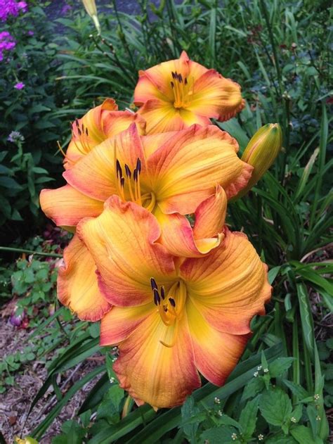 yenok daylilies  Designed specifically for daylily sales, we offer a large and varied, new and old, selection of daylilies, as auctions and fixed-price store items