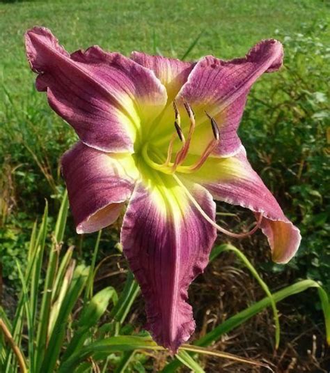 yenok daylilies Pat, I don't remember which daylilies they are