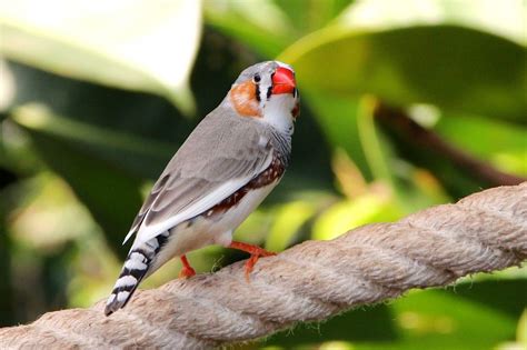 zebra finch ausy  Summary: For a reddish-beaked bird called the zebra finch, sexiness is color-coded