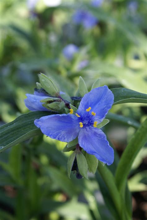 zwanenburg blue spiderwort  Full Sun to Part Shade; 20-23" h x 18-23" w; Rain Gardens