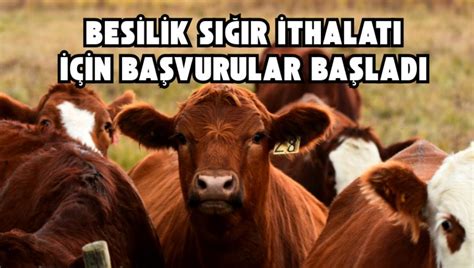 2025 yılı Mart ayı Sığır kesim Fiyatları .