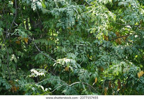 204 Tree Pterocarpus Indicus Stock Photos - Dreamstime - raincitystudios.com