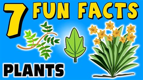 204 Best Plants Amp Trees Trivia Questions Amp Plant Questions And Answers - Plant Questions And Answers