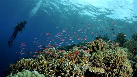 2050, Pemanasan Global Ancam Hasil Laut Asia Tenggara - raincitystudios.com