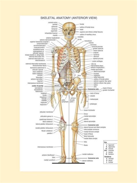 206 Bones Name List Pdf