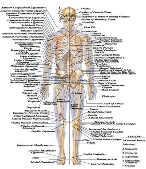 206 Bones Of The Body