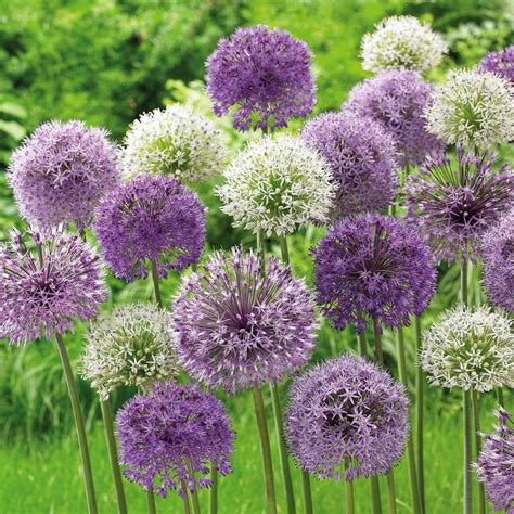 20x Allium Hello Spring Bulbi d