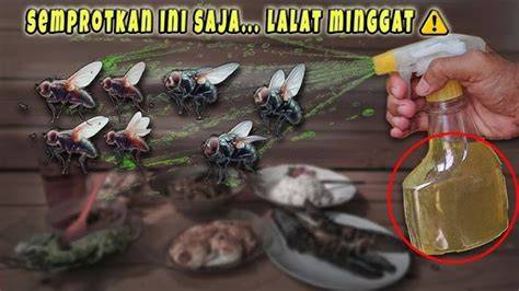 21+ Cara Mengusir Lalat di Rumah (Ampuh & Alami) - raincitystudios.com