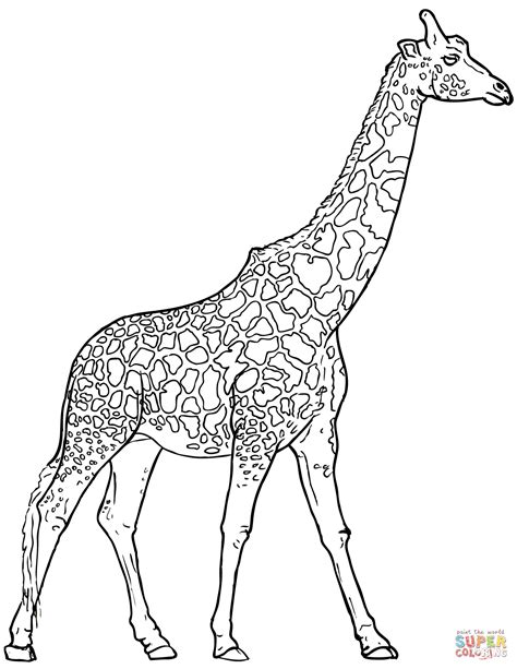21+ Exclusive Picture of Giraffe Coloring Pages