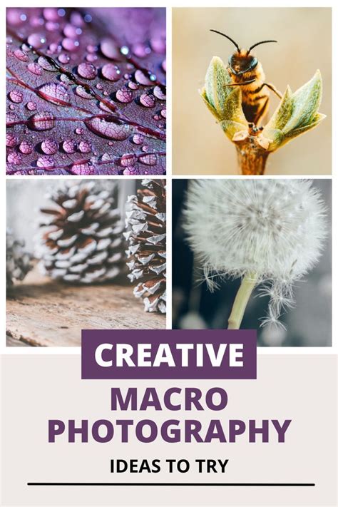 21 Awesome Macro Photography Ideas You Should Try Today