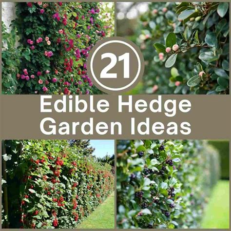 21 Best Edible Hedge Garden Ideas - raincitystudios.com