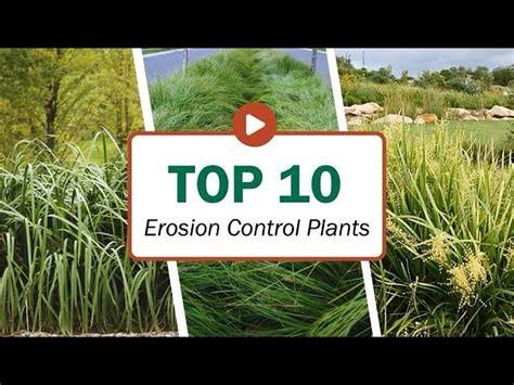 21 Best Erosion Control Plants for Slopes and Yards - raincitystudios.com