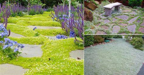 21 Best Walkable Ground Covers - Balcony Garden Web - raincitystudios.com