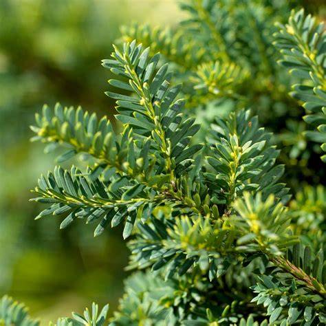 21 Evergreen Shrubs (With Pictures) - For Front or … - raincitystudios.com