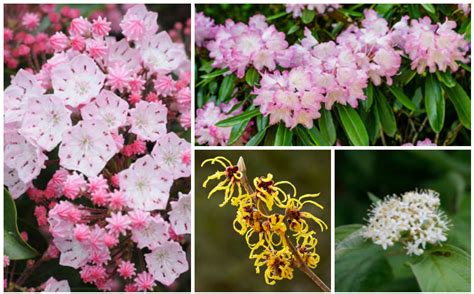 21 Flowering Shrubs for Shade (with Pictures): Identification Guide - raincitystudios.com