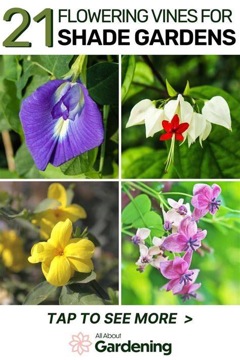 21 Flowering Vines For Shade For The Most Charming … - raincitystudios.com