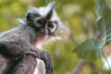 21 Hewan Endemik yang Tersebar di Kepulauan Indonesia