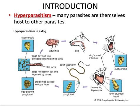 21 Introduction to parasitology - GMCH