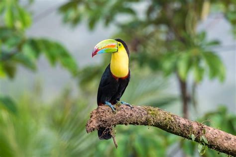 21 Keystone Species in Rainforests - ONLY ZOOLOGY - muktibox.com