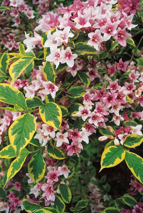 21 of the Prettiest Flowering Shrubs for Hedging - Better Homes & Gardens - raincitystudios.com
