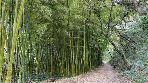 21 of the World’s Best Bamboo Gardens - Bambu Batu - raincitystudios.com