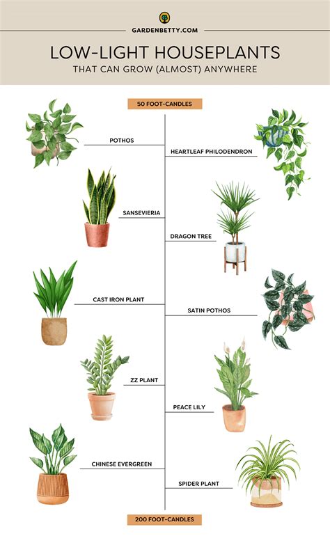 21 Shade Plants That Thrive in Low Light - Garden Design - raincitystudios.com