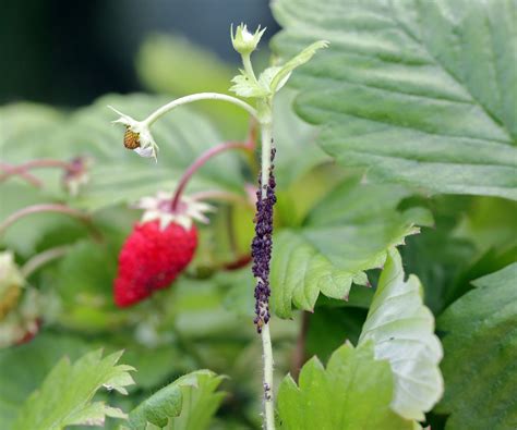 21 Strawberry Pests & Diseases (& How To Control Them) - GP