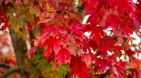 21 Trees With Spectacular Fall Color - Epic Gardening - muktibox.com