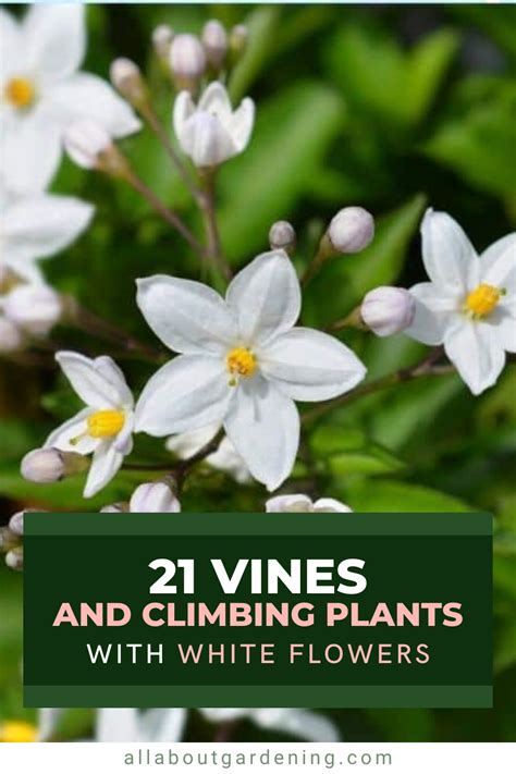 21 Vines and Climbing Plants With White … - raincitystudios.com
