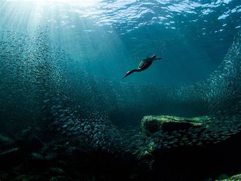 21 Winning Photos Of Underwater Photographer Of … - raincitystudios.com
