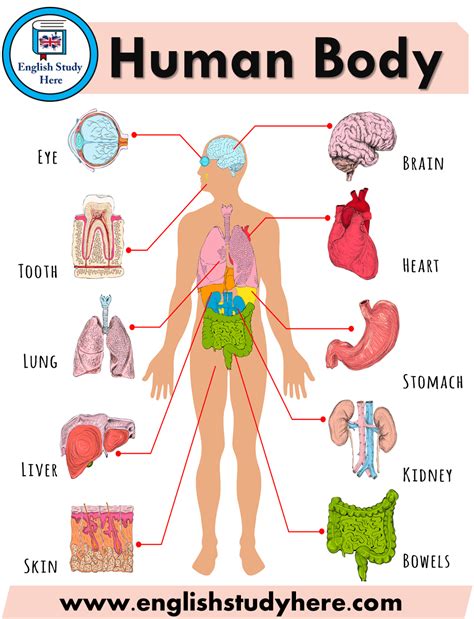21 Human Body Parts That Start With R Body Parts Beginning With R - Body Parts Beginning With R
