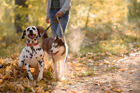 21 mooiste hondenwandelingen in België: op stap met je hond …