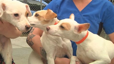 21 puppies rescued in Central Texas after owner passes away