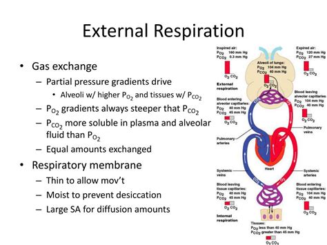 21.1A: External Respiration - Medicine LibreTexts - muktibox.com