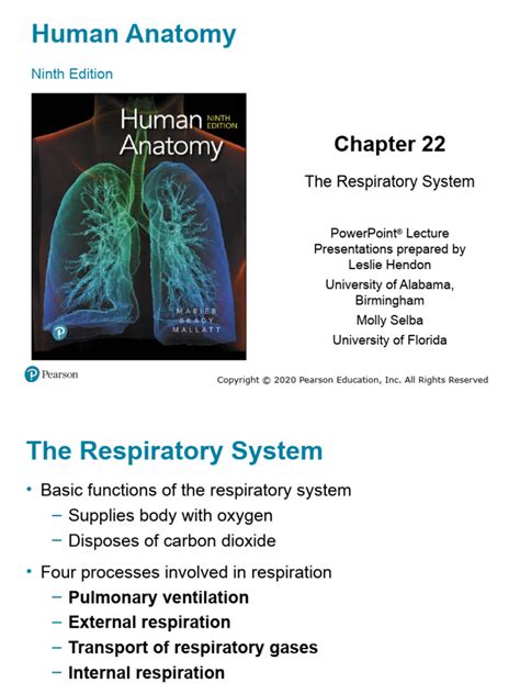 22: The Respiratory System - Medicine LibreTexts - muktibox.com