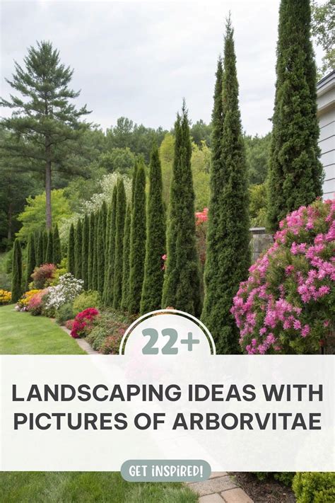 22+ Inspiring Landscaping Ideas with Arborvitae - raincitystudios.com