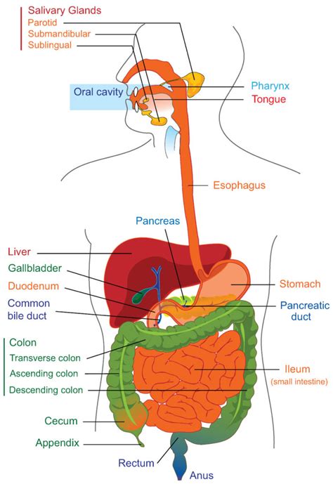 22 1a Anatomy Of The Digestive System Medicine Digestive System Labeled Diagram - Digestive System Labeled Diagram