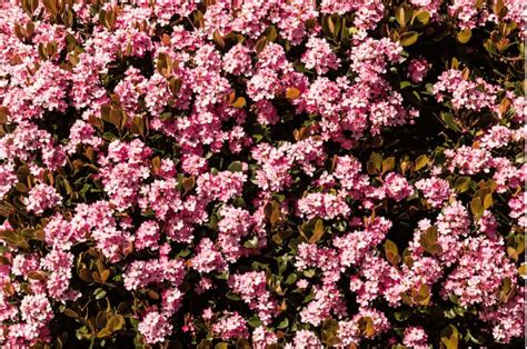 22 Best Flowering Hedge Plants for Australia - Yard Work - raincitystudios.com