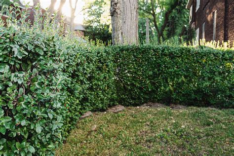 22 Best Privacy Shrubs That Grow Fast - The Spruce - raincitystudios.com