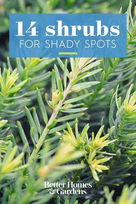 22 Best Shrubs for Shade That Thrive Without Much Sun - raincitystudios.com