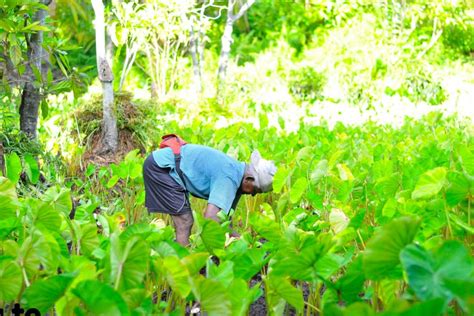 22 Best Agricultural Investment Platforms in Nigeria You can …