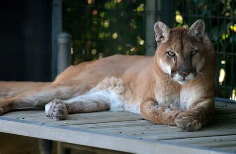 22 Interesting Facts about Mountain Lions - FactsKing.com