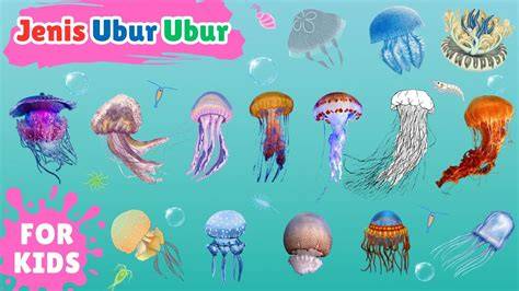 22 jenis ubur-ubur - Nama, ciri-ciri dan contohnya … - raincitystudios.com