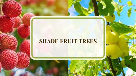 22 Shade Fruit Trees for Your Beautiful Backyard Orchard - raincitystudios.com