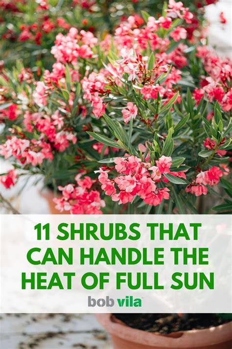 22 Shrubs That Can Handle the Heat of Full Sun - Bob … - raincitystudios.com
